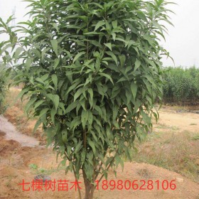 5-20cm碧桃樹(shù)-照手桃樹(shù)-紅葉桃樹(shù) 成都桃樹(shù)批發(fā)基地