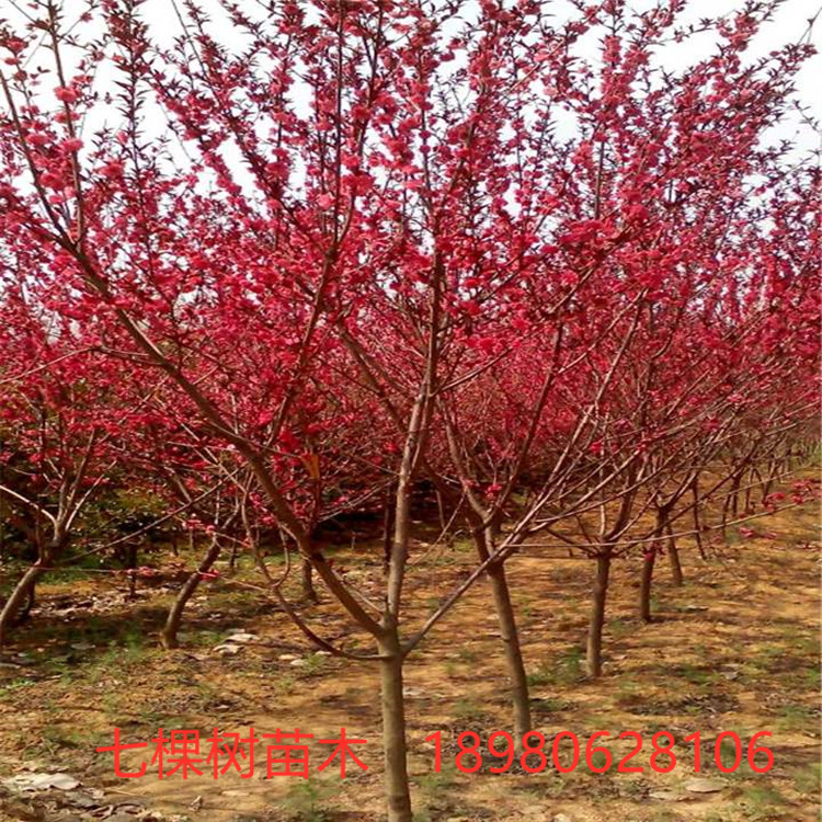 5-20cm碧桃樹(shù)-照手桃樹(shù)-紅葉桃樹(shù) 綿陽(yáng)桃樹(shù)批發(fā)基地