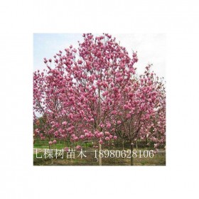 成都七棵樹(shù) 8-30cm廣玉蘭 白玉蘭紅花玉蘭 二喬玉蘭 成都玉蘭樹(shù)批發(fā)基地
