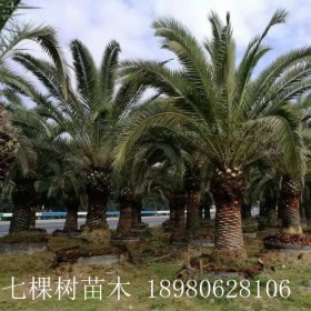 成都七棵樹(shù) 中東海棗樹(shù) 加拿利海棗樹(shù) 董棕老人葵 成都海棗樹(shù)批發(fā)基地