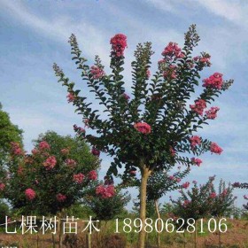 成都七棵樹(shù) 3-18cm紫薇 大紅紫薇 成都紫薇樹(shù)批發(fā)基地