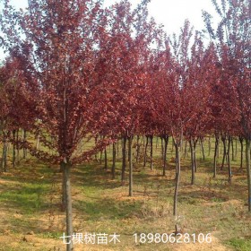 6-20cm紅葉李樹(shù)-紫葉李樹(shù) 成都紅葉李樹(shù)批發(fā)基地