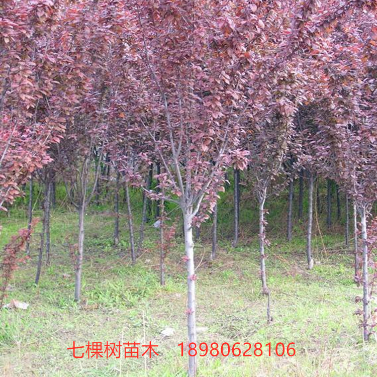 6-20cm紅葉李樹-紫葉李樹 綿陽紅葉李樹批發(fā)基地