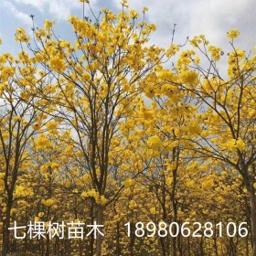 6-15cm黃花風(fēng)鈴木樹(shù) 成都黃花風(fēng)鈴木批發(fā)基地