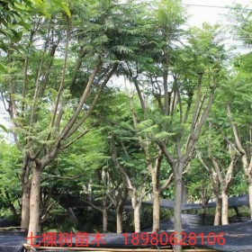 10-30cm藍花楹樹-叢生 藍花楹樹 成都藍花楹樹批發(fā)基地