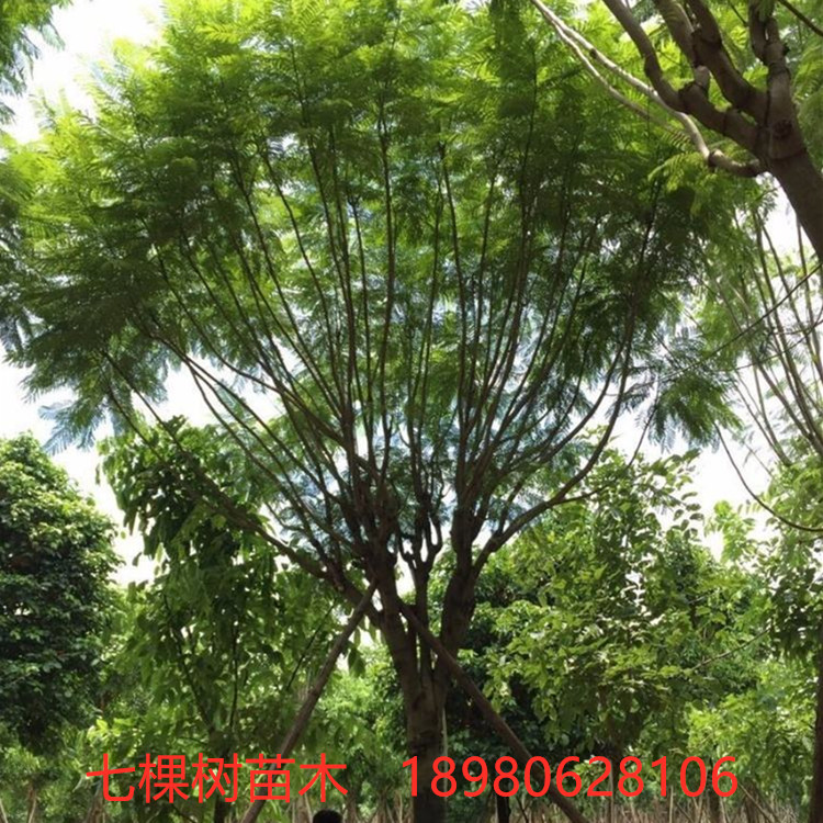 10-30cm藍(lán)花楹樹-叢生 藍(lán)花楹樹 溫江藍(lán)花楹樹批發(fā)基地