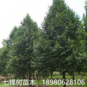 10-30cm樂(lè)昌含笑樹(shù) 成都樂(lè)昌含笑樹(shù)批發(fā)基地