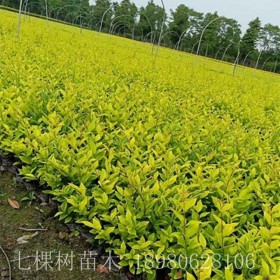 灌木 成都灌木批發(fā)基地