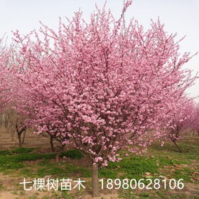 5-20cm紅梅樹  叢生紅梅 臘梅，綿陽紅梅樹批發(fā)基地
