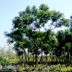 成都藍(lán)花楹基地 藍(lán)花楹綠化  藍(lán)花楹價(jià)格