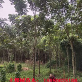 成都欒樹(shù)－成都欒樹(shù)批發(fā)－成都欒樹(shù)基地－成都熟貨欒樹(shù)－七棵樹(shù)
