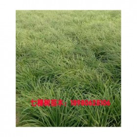 成都批發(fā)金葉臺(tái)草 金葉臺(tái)草小苗 七棵樹(shù)苗木批發(fā)