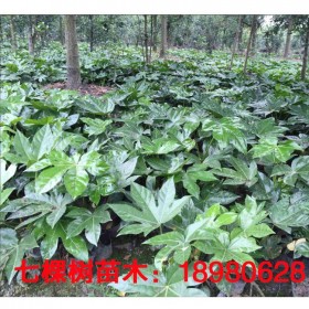 成都八角金盤批發(fā)  綠化園林八角金盤小苗杯苗 七棵樹(shù)小苗直銷