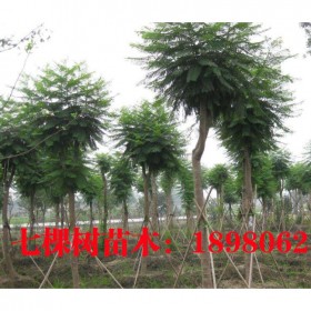 成都批發(fā)藍花楹 10至35米徑叢生藍花楹 藍花楹種植基地直挖
