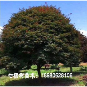 成都批發(fā)美國紅楓 全冠美國紅楓  七棵樹種植基地直銷