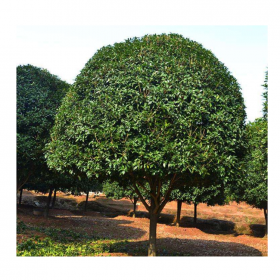 成都批發(fā)桂花樹(shù) 全冠標(biāo)準(zhǔn)樹(shù)型桂花樹(shù)