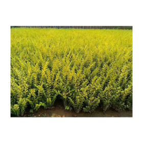 成都樹(shù)苗批發(fā)基地 金葉女貞地價(jià)銷售  四川植物樹(shù)苗批發(fā)基地