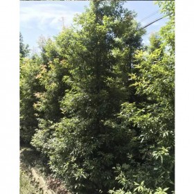 成都小葉楨楠批發(fā) 米徑15公分小葉楨楠 享基地銷售價