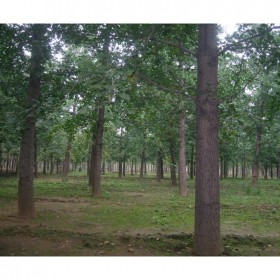 成都批發(fā)銀杏樹(shù) 30公分左右銀杏樹(shù)直銷(xiāo)  七棵樹(shù)苗圃