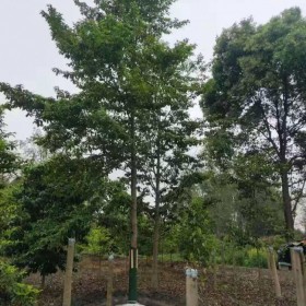 貴陽批發(fā)樂昌含笑 全冠樂昌含笑樹型苗圃價(jià)銷售
