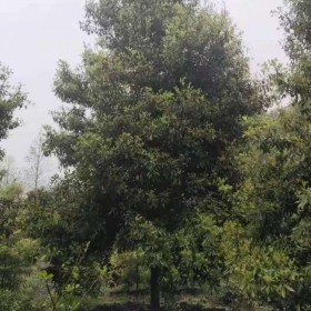 山西批發(fā)楨楠 小葉楨楠大型種植苗圃