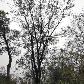 黃連木批發(fā)  5-8公分叢生獨桿樹型 綠化行道樹