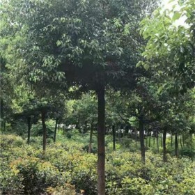 成都批發(fā)香樟樹 工程園林綠化香樟樹供應(yīng)