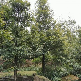 長(zhǎng)春批發(fā)楨楠樹 2cm-35cm楨楠樹批發(fā)