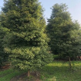 批發(fā)楨楠樹(shù) 四川七棵樹(shù)楨楠基地