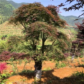 批發(fā)紅楓樹 美國(guó)紅楓 日本紅楓  房地產(chǎn)優(yōu)質(zhì)樹型