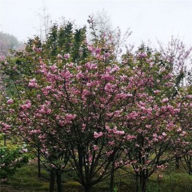 成都批發(fā)櫻花樹(shù) 1公分至25公分櫻花樹(shù)