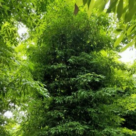成都批發(fā)樹(shù)  綠化樹(shù)喬木供應(yīng)