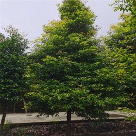 武漢批發(fā)楨楠樹(shù) 全國(guó)楨楠樹(shù)四川批發(fā)基地