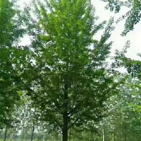 重慶批發(fā)銀杏樹(shù) 5-25公分銀杏樹(shù)批發(fā)