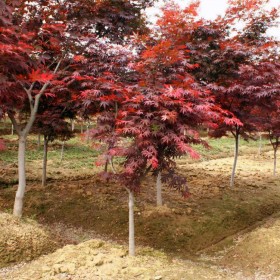 紅楓樹 胸徑5-8公分 叢生美國(guó)紅楓 土球直徑16cm 庭院樹 七棵樹園林