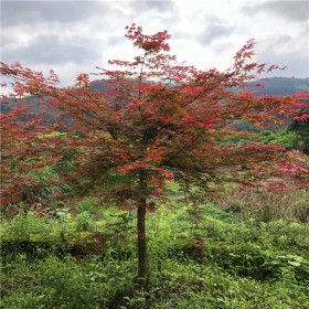 成都紅楓樹基地  4-8公分獨(dú)桿樹型 美國(guó)日本紅楓