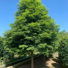 長春批發(fā)楨楠樹 12公分左右細(xì)葉楨楠樹  原產(chǎn)地直銷