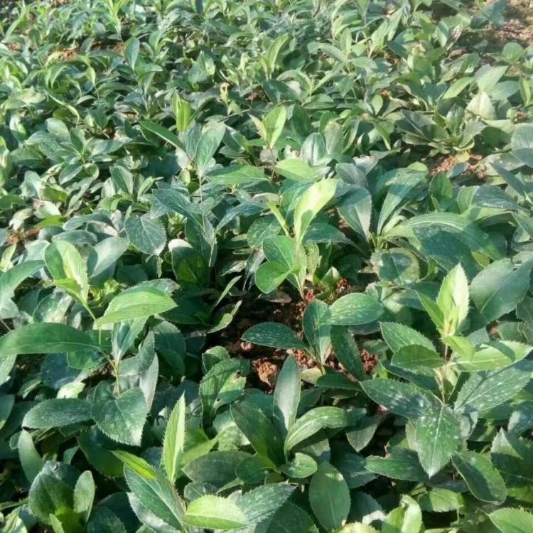 供應(yīng)批發(fā)蒼術(shù)種子種植基地直銷，量大從優(yōu)