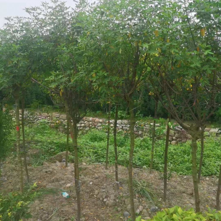 成都黃花槐批發(fā) 黃花槐價(jià)格 園藝場批發(fā)黃花槐 供應(yīng)黃花槐3cm