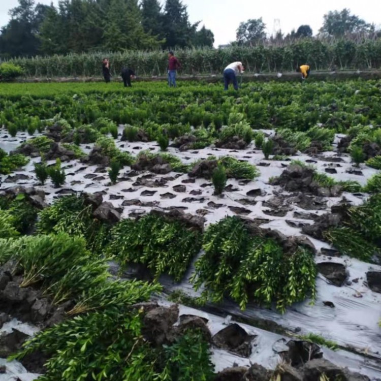 瓜子黃楊 成都基地銷售 瓜子黃楊小毛球 各種規(guī)格 工程量大價(jià)優(yōu)