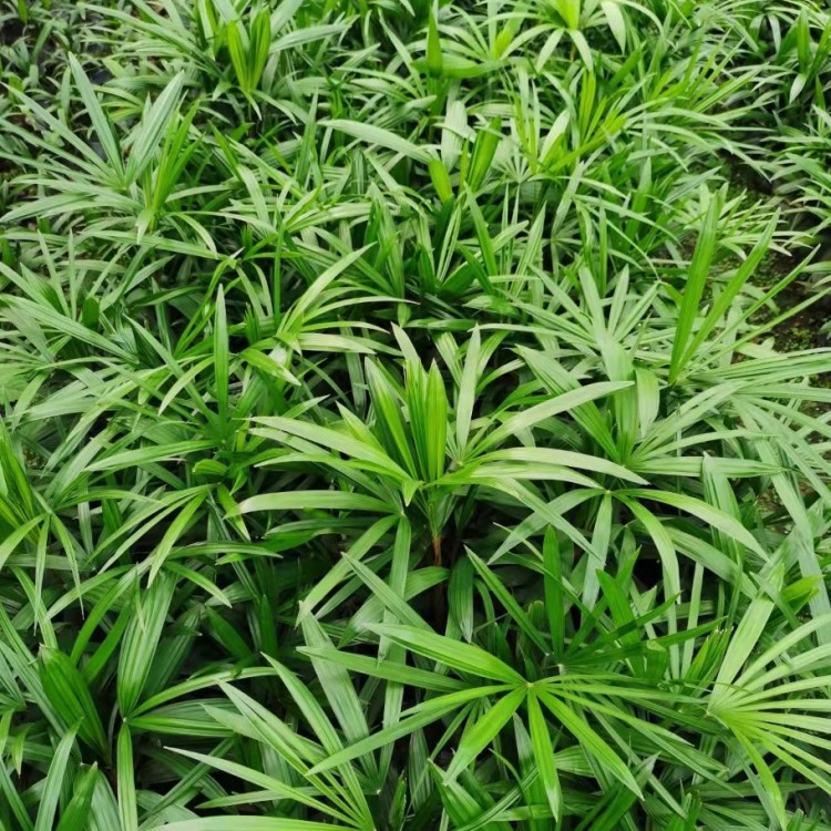 棕竹批發(fā) 細(xì)葉棕竹袋苗 移植苗 大量供應(yīng)基地直供歡迎詢價(jià)