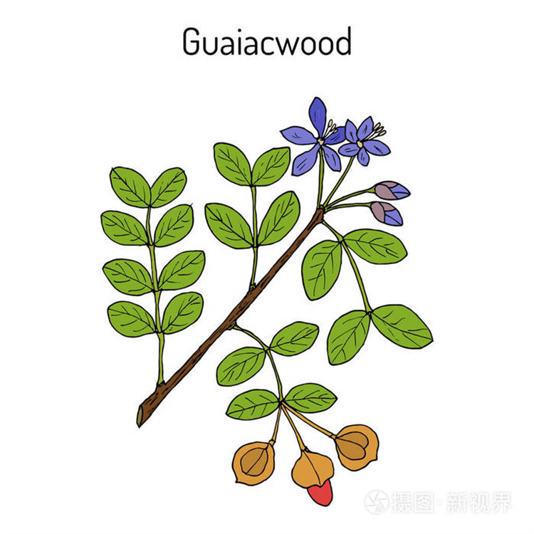 天麻素  對(duì)照品標(biāo)準(zhǔn)品  科研專用 三大圖譜  純度高