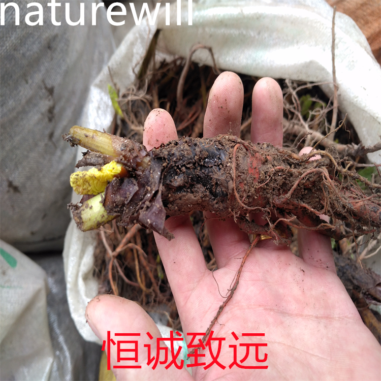 異七葉皂苷 Ie  自制對照品 中檢院 純度高 科研專用