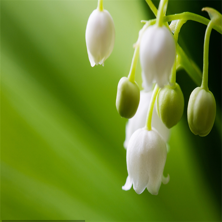 蒽貝素  自制對(duì)照品  標(biāo)準(zhǔn)品 科研專用 圖譜全 純度高