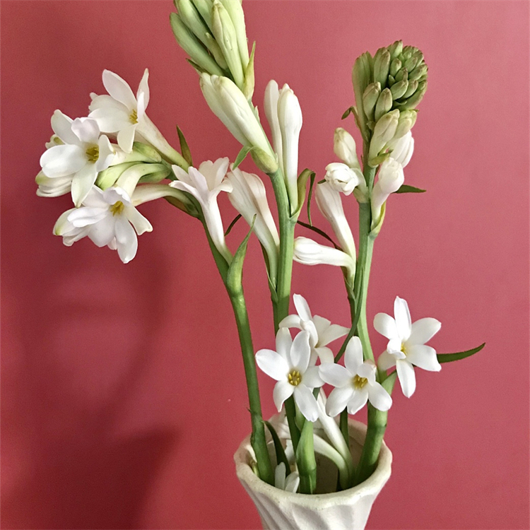 升麻醇 自制對(duì)照品 標(biāo)準(zhǔn)品  科研專用 圖譜全 純度高