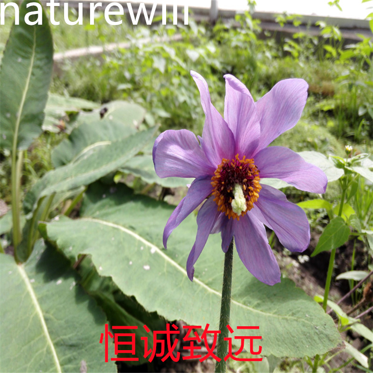 茴芹內(nèi)酯  對照品標(biāo)準(zhǔn)品 hplc98% 三大圖譜 科研用品