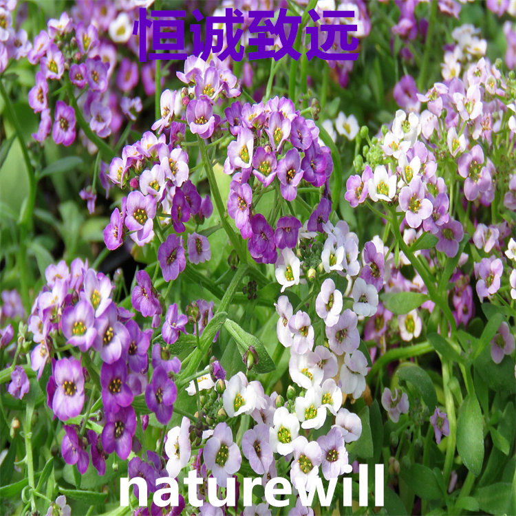 人參皂苷Re  52286-59-6   標(biāo)準(zhǔn)品 對(duì)照品 圖譜全 科研專(zhuān)用