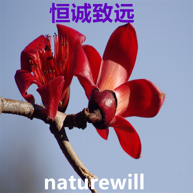 人參皂苷Rg1  22427-39-0   科研實(shí)驗(yàn)專(zhuān)用 圖譜全 對(duì)照品