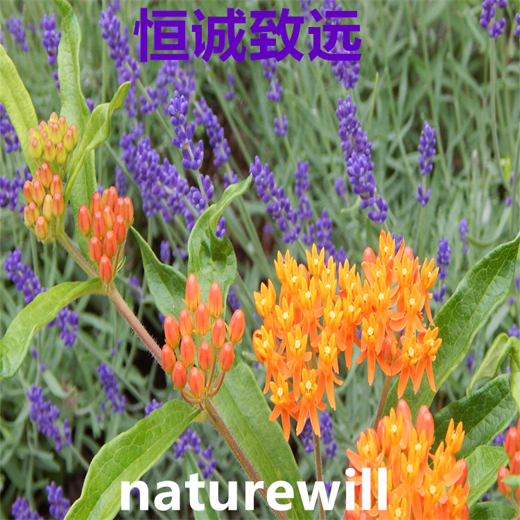 青蒿乙素 50906-56-4  科研專用 純度98% 自制對照品