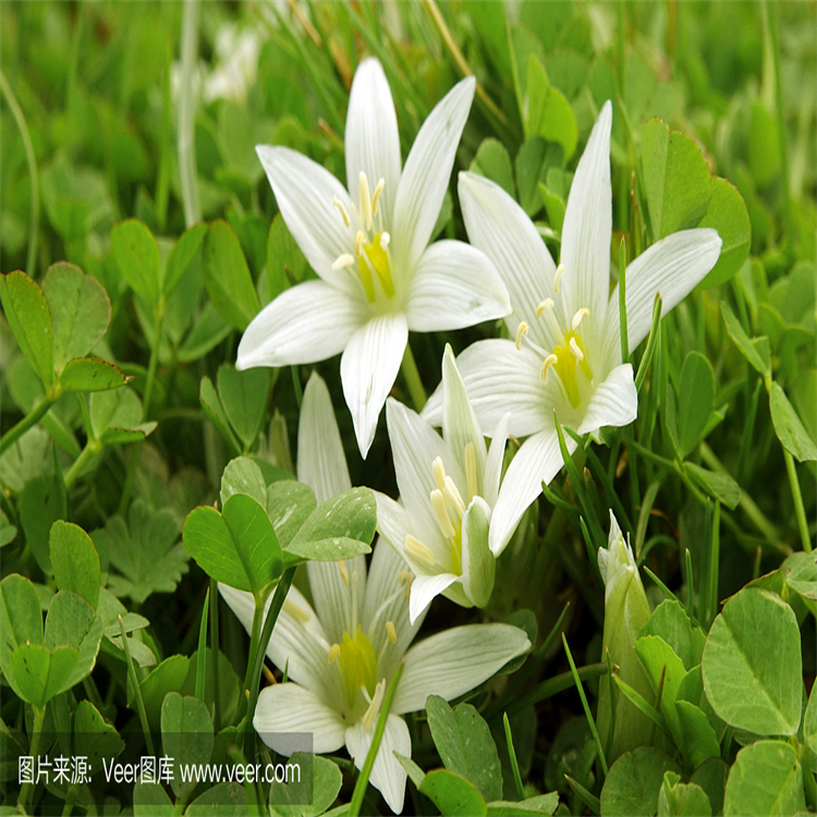 489-73-6  對(duì)照品標(biāo)準(zhǔn)品 純度高 圖譜全 科研用品